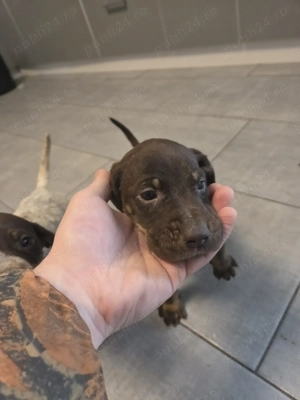 Căței brac german - imagine 3