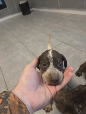 Căței brac german - imagine 4