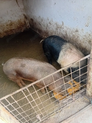 Vand porcii. - imagine 2