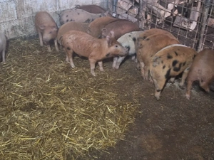 de vanzare purcie de 12 saptamani rasa duroc de carne 