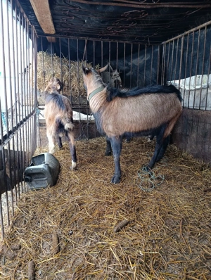 vand tapii alpina franceza - imagine 2