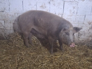 de vanzare porc de carne duroc 150kg 10 lei kg 