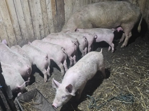 vând scrofa la 2 fatare cu 13 purcei de 12 săptămâni rasa marele alb cu pic  - imagine 3