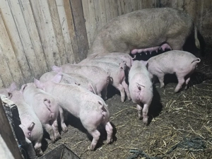 vând scrofa la 2 fatare cu 13 purcei de 12 săptămâni rasa marele alb cu pic  - imagine 2