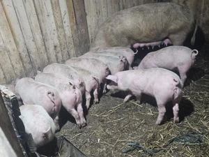 vând scrofa la 2 fatare cu 13 purcei de 12 săptămâni rasa marele alb cu pic  - imagine 4