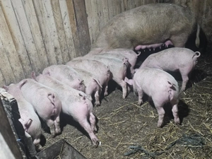 vând scrofa la 2 fatare cu 13 purcei de 12 săptămâni rasa marele alb cu pic  - imagine 5