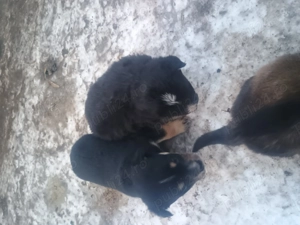 Donez cățeluși talie mică  - imagine 5