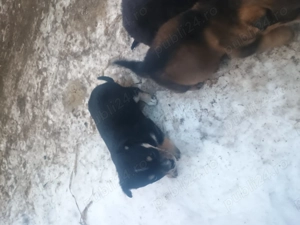 Donez cățeluși talie mică  - imagine 6