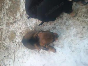 Donez cățeluși talie mică  - imagine 4