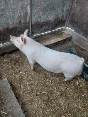 vier de vanzare 5 luni jumate  - imagine 3