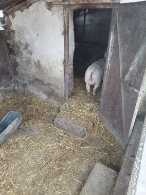 vier de vanzare 5 luni jumate  - imagine 2