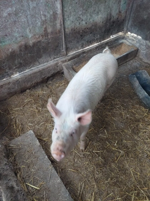 vier de vanzare 5 luni jumate 