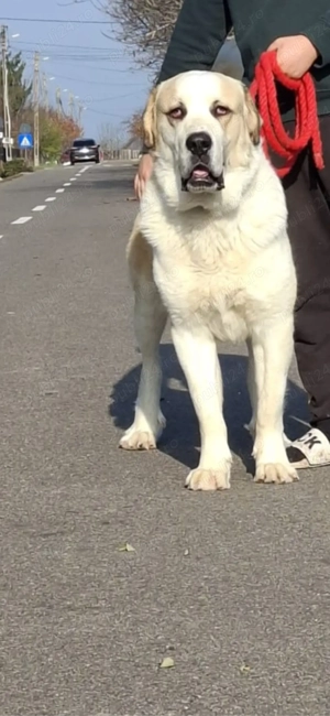 mascul asia centrala  - imagine 3