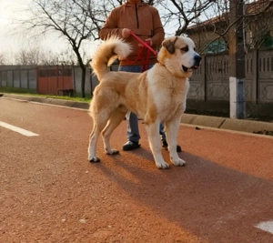 mascul asia centrala  - imagine 2