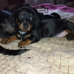 O fetita Teckel jucausa