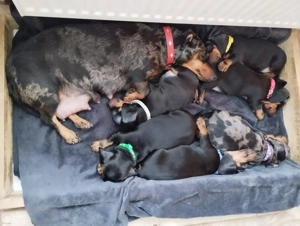 O fetita Teckel jucausa - imagine 5