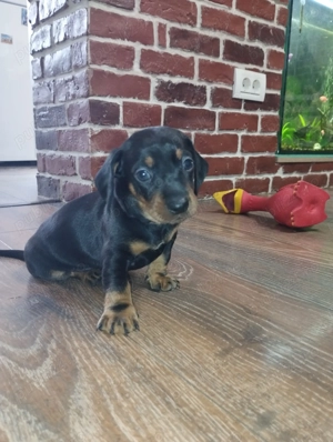 O fetita Teckel jucausa - imagine 3