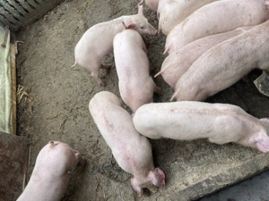 Purcei disponibili  - imagine 2