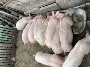 Purcei disponibili  - imagine 3