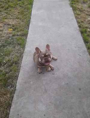 Mascul Bulldog francez  - imagine 2