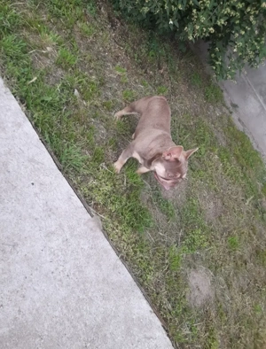 Mascul Bulldog francez  - imagine 3