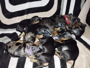 O fetita Teckel jucausa - imagine 8