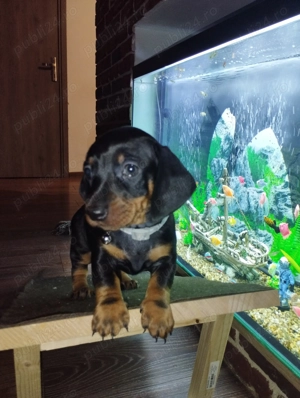 O fetita Teckel jucausa - imagine 6