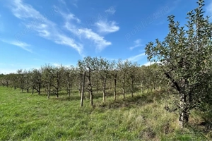 Teren cu livada  - imagine 3