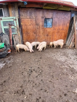 grasuni de vanzare - imagine 3