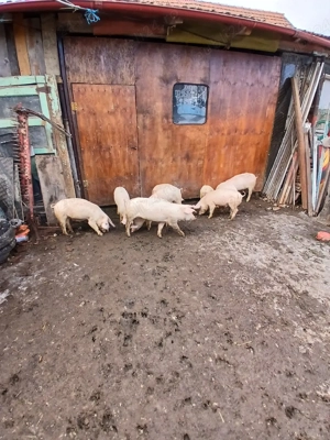 grasuni de vanzare - imagine 2