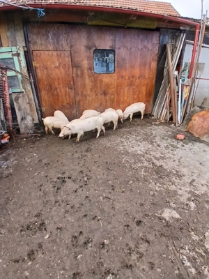 grasuni de vanzare - imagine 4