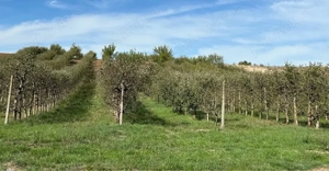 Teren cu livada  - imagine 2