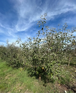 Teren cu livada  - imagine 4