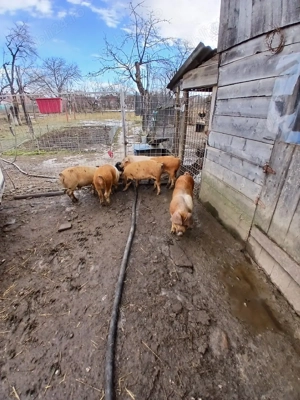 vând grasuni - imagine 3