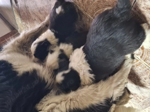 Căței Border Collie - imagine 4