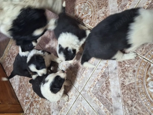 Căței Border Collie