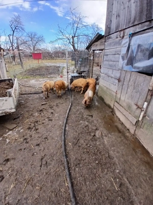 vând grasuni - imagine 5