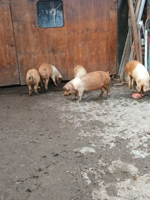 vând grasuni - imagine 4