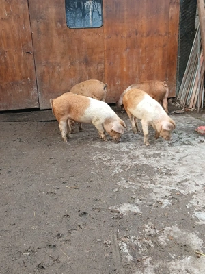 vând grasuni - imagine 2