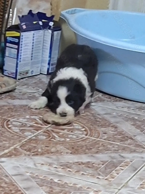 Căței Border Collie - imagine 2