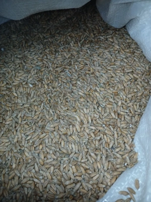 triticale  de vanzare - imagine 3