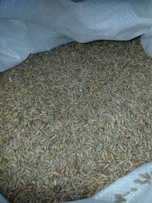 triticale  de vanzare - imagine 2