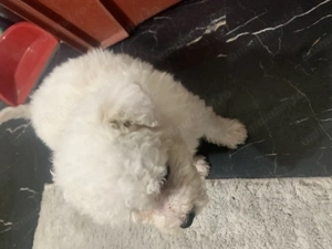Bichon iubitoare și jucăușă  - imagine 3