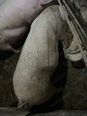 Scoafe si scrofite gestante montate cu artificial  - imagine 3