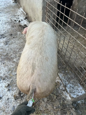 Scoafe si scrofite gestante montate cu artificial  - imagine 5