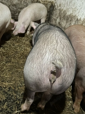 Scoafe si scrofite gestante montate cu artificial  - imagine 4