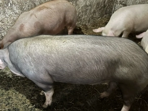 Scoafe si scrofite gestante montate cu artificial  - imagine 2