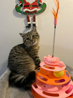 British Shorthair și British Longhair