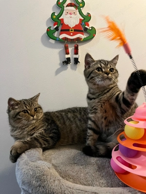 British Shorthair și British Longhair - imagine 3