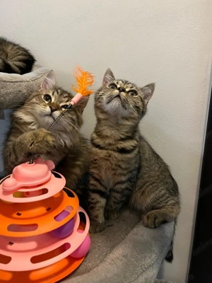 British Shorthair și British Longhair - imagine 5